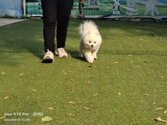 -宠物寄养训练学校