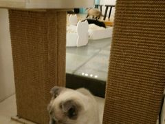 -萌喵宠狗爱心宠咖