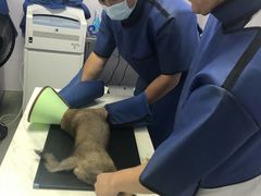 -睿金宠物医院·CT·肿瘤·骨外科