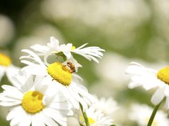 -上海滨江森林公园