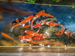 -洞庭家宴·头牌甲鱼(广渠门店)