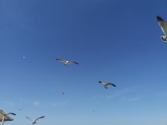 -海驴岛(荣成市)