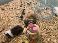 -70cat德文卷毛猫·缅因猫纯种猫舍