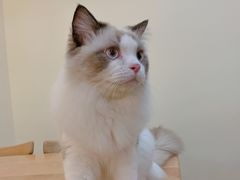 -滚猫咖啡·猫咖·猫友好撸猫(未来城店)