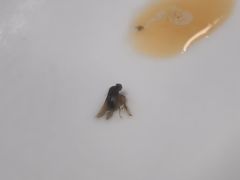 -万县面馆(高笋塘店)