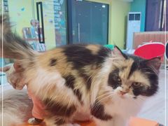 -Bastet sally猫舍购宠(静安店)