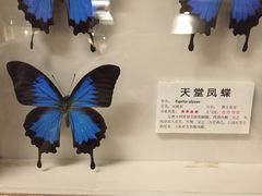 -上海大自然野生昆虫馆