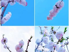 -洛龙公园