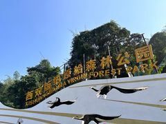 -西双版纳原始森林公园