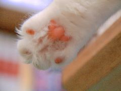 -MOYOYO猫咪咖啡店