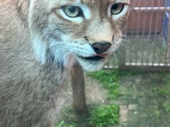 -青藏高原野生动物园