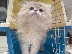 -lincat·猫舍(广州店)