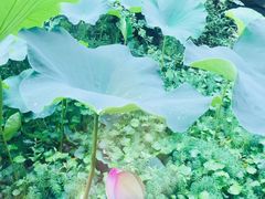 -鱼凫人家