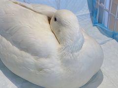 -怪兽屋·羊驼·猫咖·狗咖(俊华广场店)