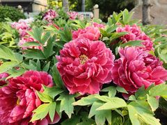 -莲花池公园