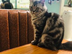 -猫小院猫主题餐厅(三里屯店)