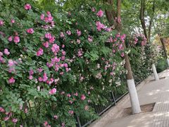 -仁和公园(顺义区)