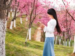 大理大学樱花写真-理想国摄影(三塔店)