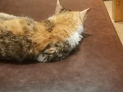 -真真鲜馄饨店(启蒙路店)