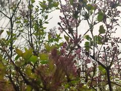 -颐和园