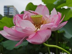 -陈家山荷花公园