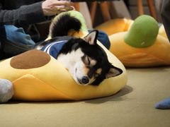 -逗柴咖啡屋·狗咖猫咖宠物桌游