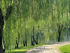 -银树楼(紫玉山庄东区店)