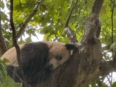 -都江堰中华大熊猫苑