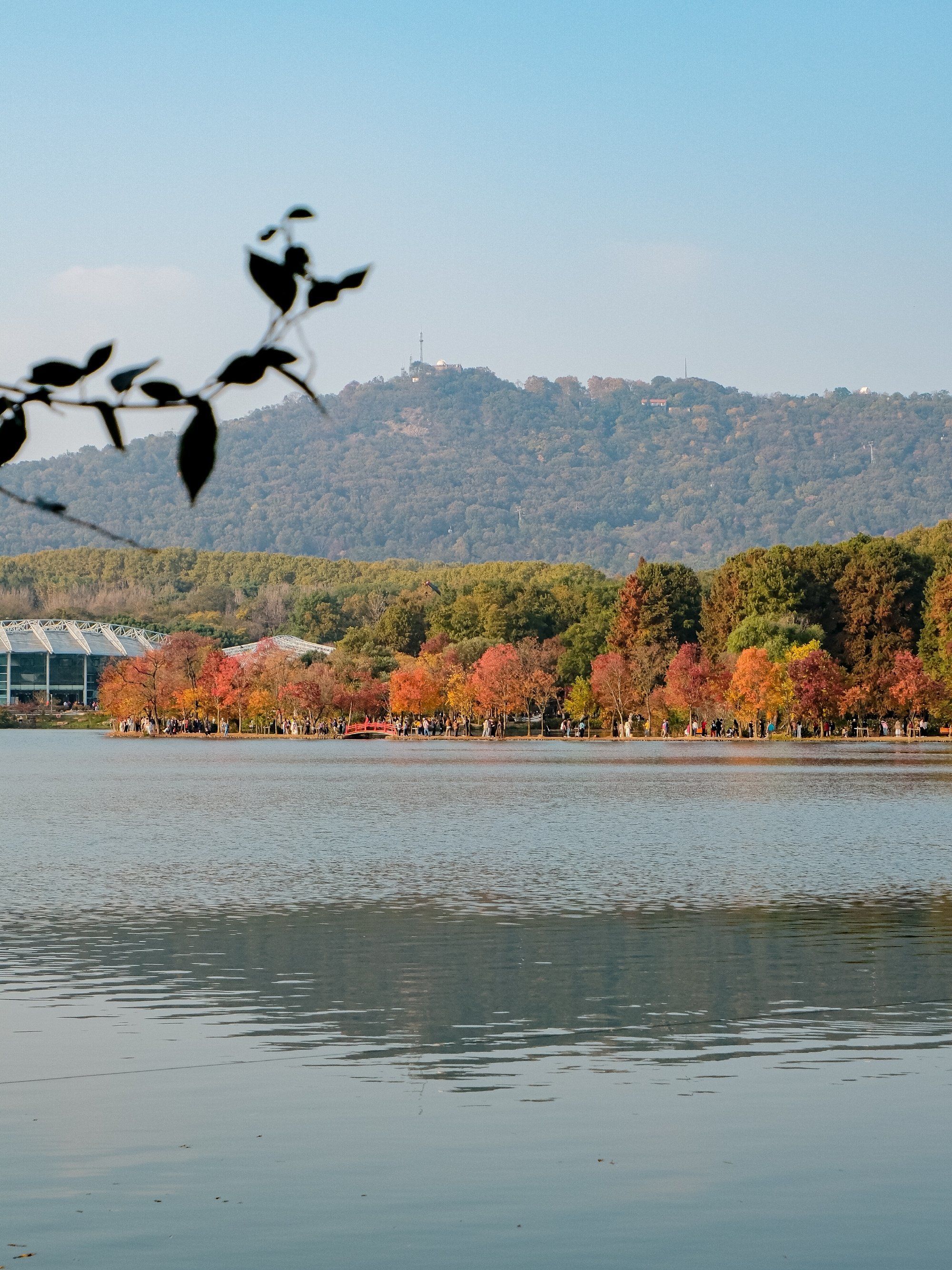报告👏🏻中山陵前湖公园已进入最佳赏秋期