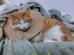 -北京恒爱动物医院(清景园分院)