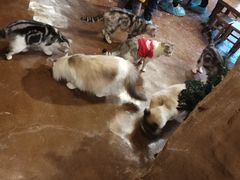 -猫猫幼稚园·撸猫·桌游·电玩