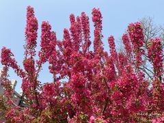 -海棠花溪(元大都城垣遗址公园)