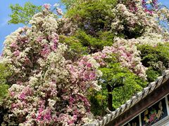 -深圳国际园林花卉博览园