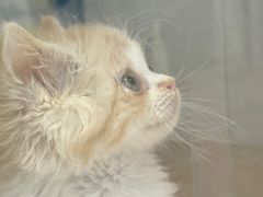 -COLOR PETS 撸猫馆·购猫·猫咖(长风大悦城店)
