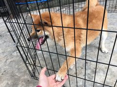 -柴犬高等学院·狗咖·柴犬售卖·宠物训练