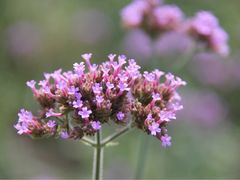 iphone_upload_pic-紫海香堤香草艺术庄园