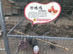 -清境桃源