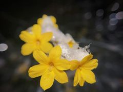 -石家庄市植物园