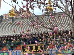 -护国法轮寺