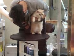 -momokira米努特·德文卷毛猫·棉花面纱犬