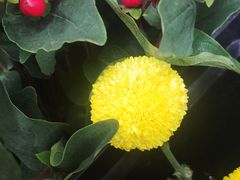 -雪蔓之鲜花气球派对(家佳源时代中心店)