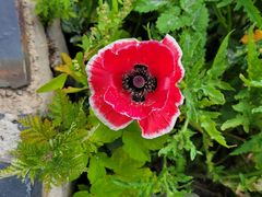 -白草畔自然风景区