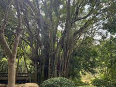 -滴水岩森林公园