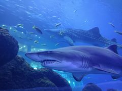 -成都浩海立方海洋公园