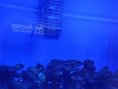 -萌宠奇缘(荣鼎店)