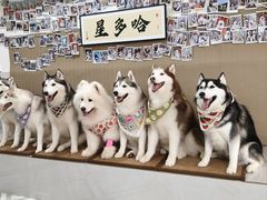 -星多哈·狗咖·拼豆·咖啡