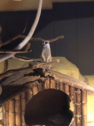 -未来动物城动物主题公园(大悦城店)