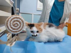 -纳吉亚猫专科动物诊疗中心(蒋宅口分院)