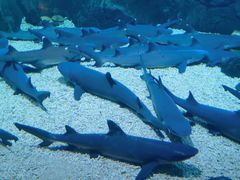 -烟台海昌鲸鲨海洋公园