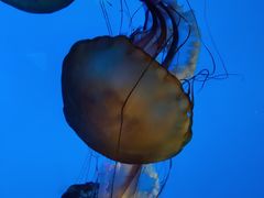 -太平洋海底世界